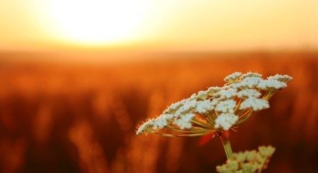 white flower against sunset field