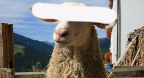 Kurban kambing untuk satu keluarga