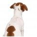 jual beli anjing