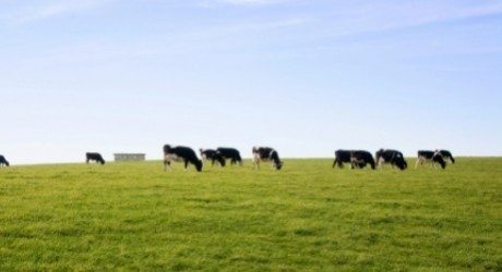 artikel qurban