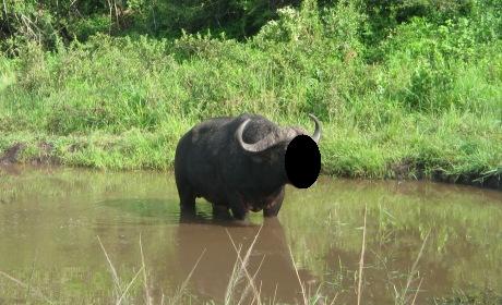 qurban kerbau