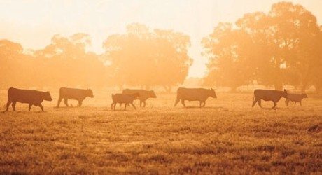 sembelihan yang halal