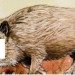 menggunakan kulit babi